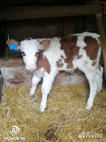 Бычки и телята