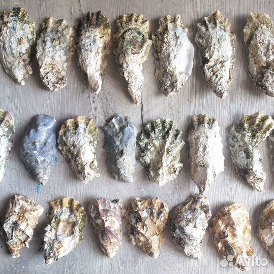 Оригинальные раковины устриц 7-14