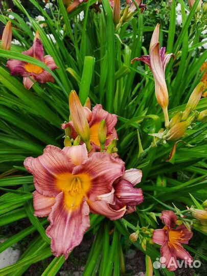 Многолетние цветы для сада