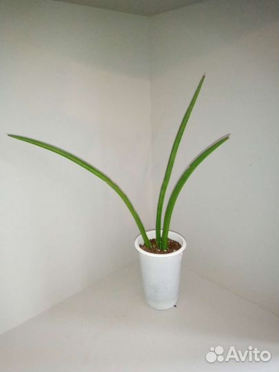 Сансы разные