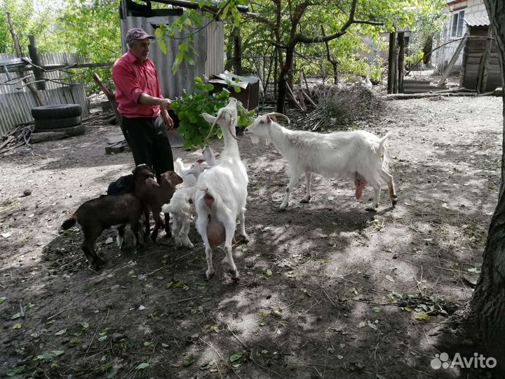 Продам коз