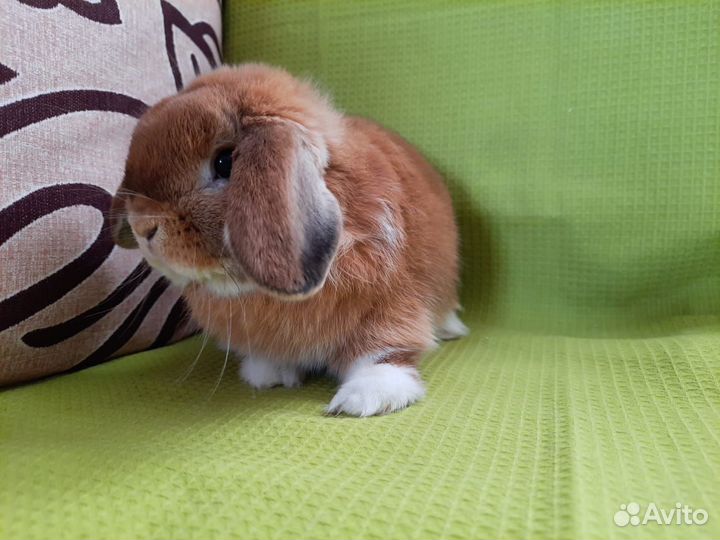 Кролик Miniature Lop F2