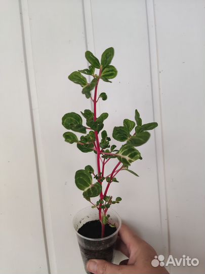 Бегония Макулата.Эпипремнумы.фикуслирата