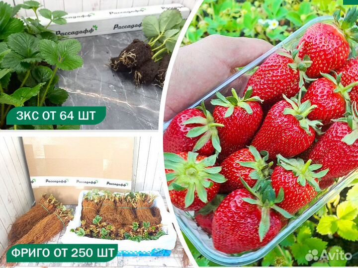 Рассада клубники. Опт от 64 шт