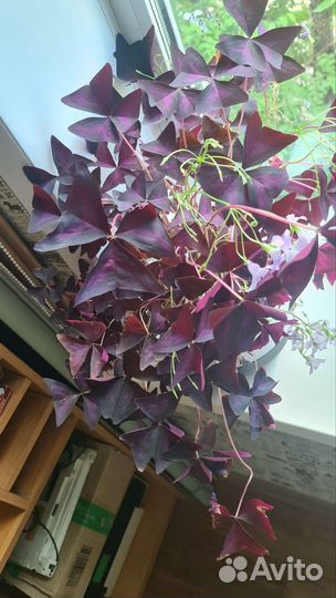 Комнатные цветы