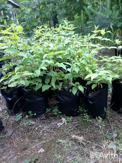 Вейгела, дейция, форзиция, жимолость