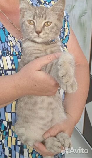 Отдам в добрые руки