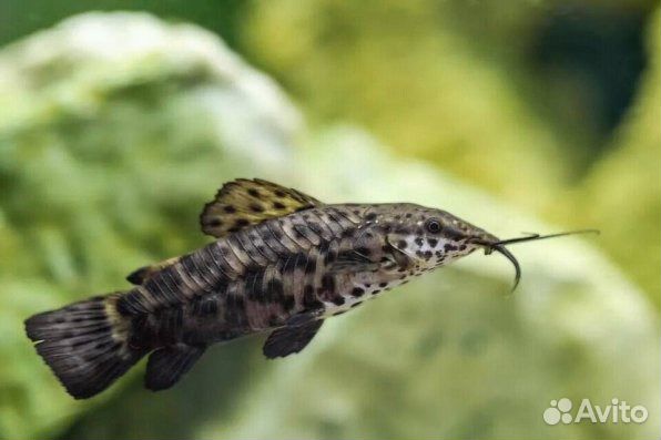 Сом Коридорас. Анциструс. Торакатум.Корм для рыб