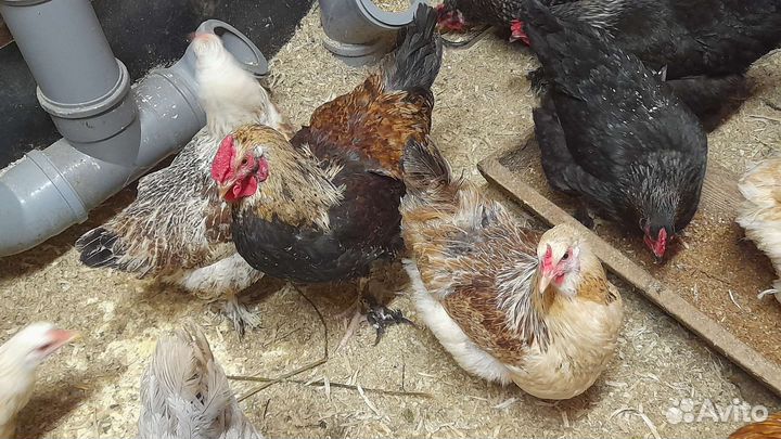 Инкубационные домашние яйца Цыплята микс