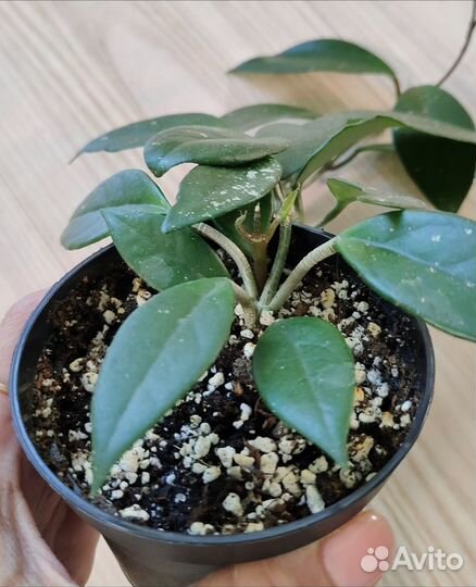 Цветы домашние: хойя карноза, ктенанта