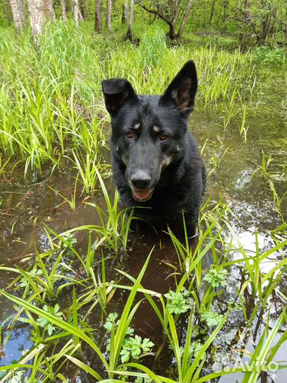 Метис немецкой овчарки дар, собака в добрые руки