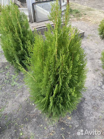 Туя брабант и смарагд