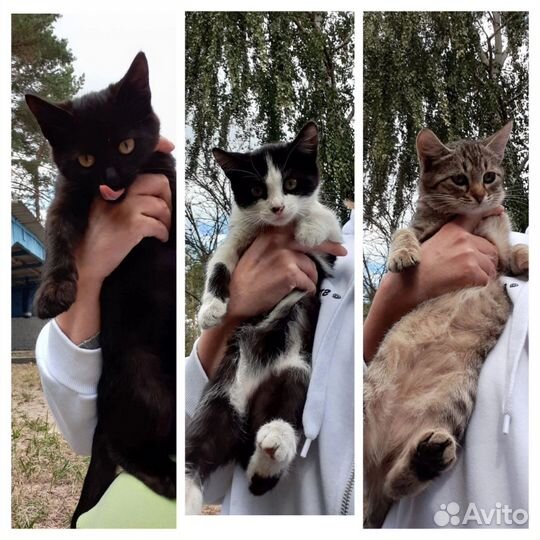 Котята в добрые руки