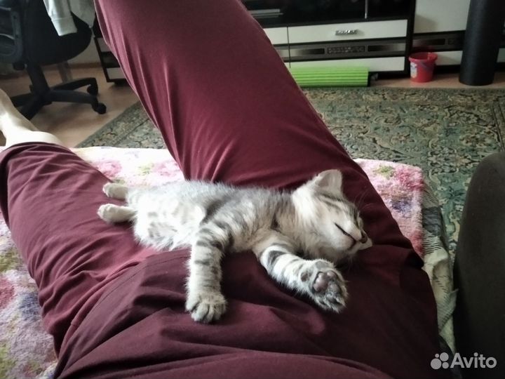 Лучший котёнок (девочка 2 мес)