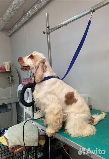 Английский кокер спаниель