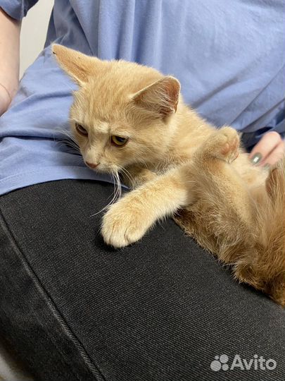 Кошка (девочка) в добрые руки