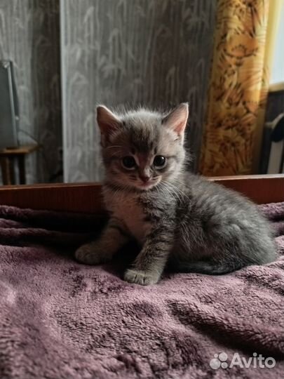 Котёнок