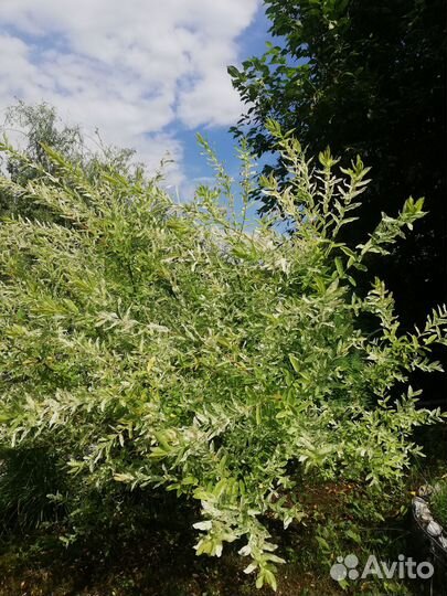 Ива Хакуро нишики