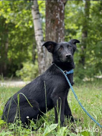 Щенок метис овчарки