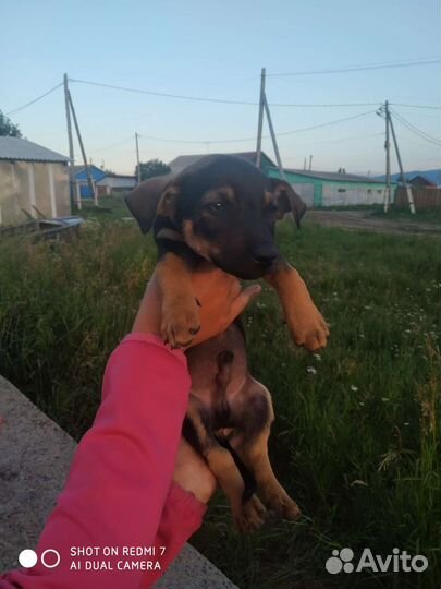 Щенки дворняжки мальчики, и девочки