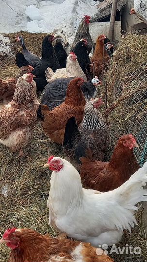 Инкубационное яйцо,петушки молодые