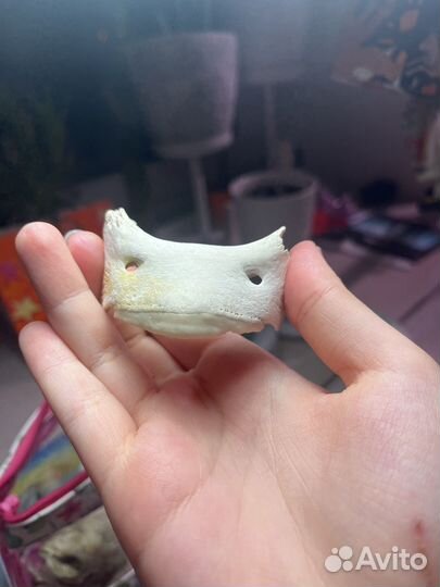 Череп рыбы, морская звезда