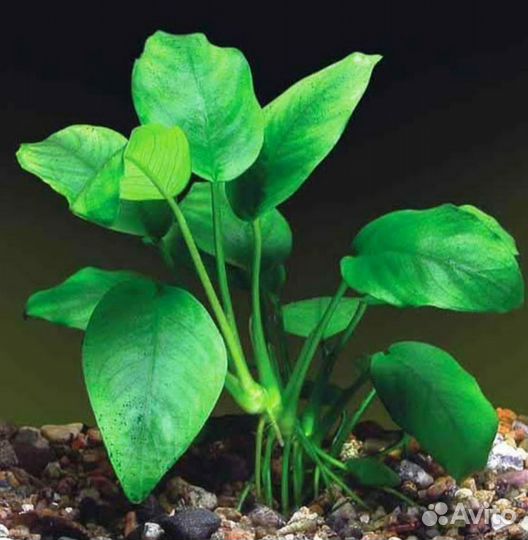 Растения для аквариума и пруда