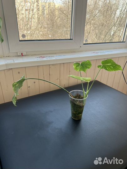 Тайское созвездие монстера