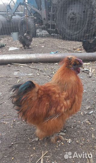 Китайские шелковые петушки