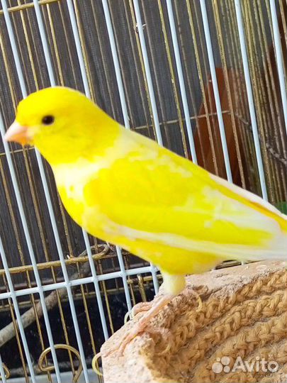 Кенара и канарейки