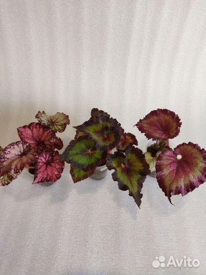 Бегония декоративно лиственная