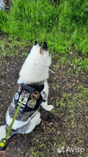 Выгул собак