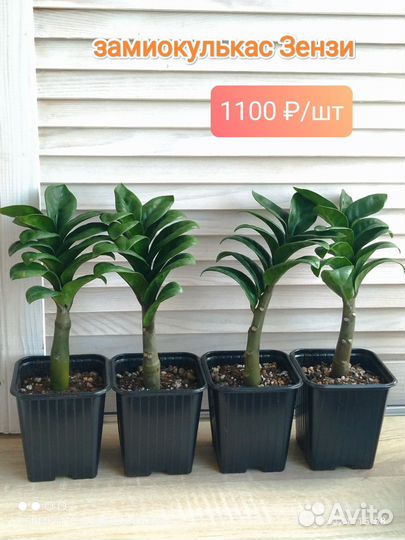 Замиокулькасы. Зензи. Равен. Замифолия