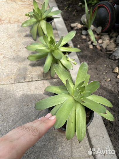 Саккуленты крупные