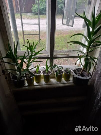 Алоэ (столетник)