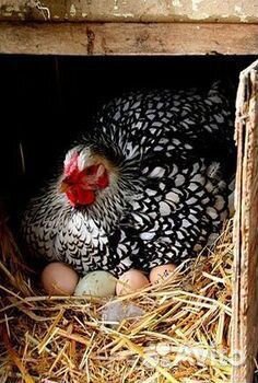 Несушки Чешского Доминанта