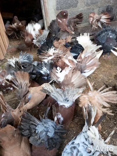 Голуби павлины