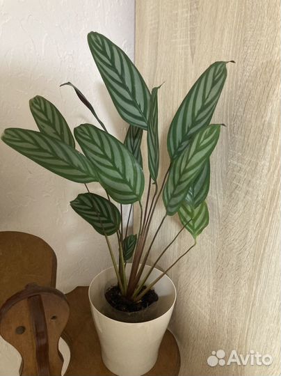 Аспарагус и ктената