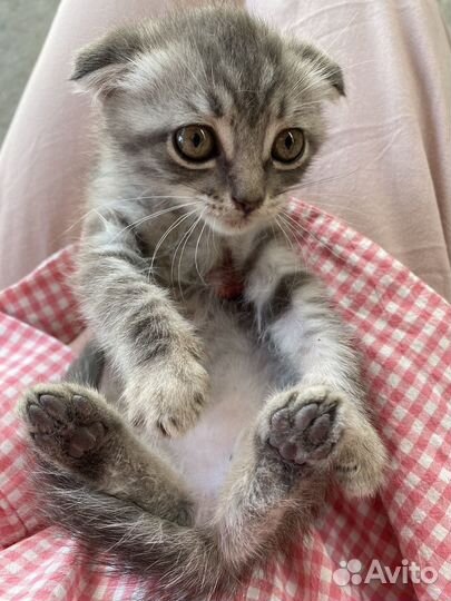 2сладких котенка