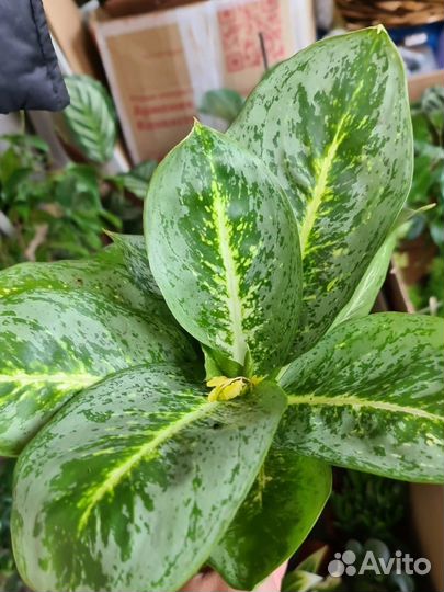 Комнатные растения, много разных