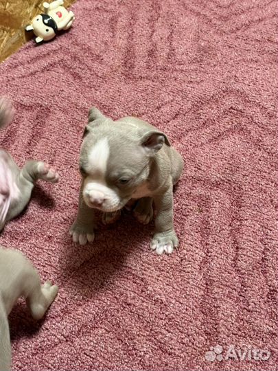 Американский булли стандарт