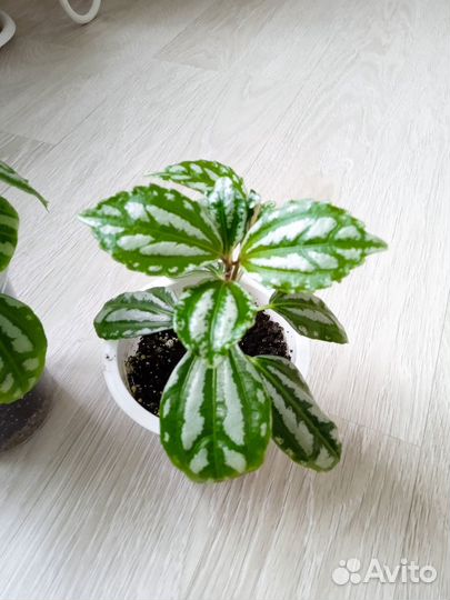 Комнатные цветы