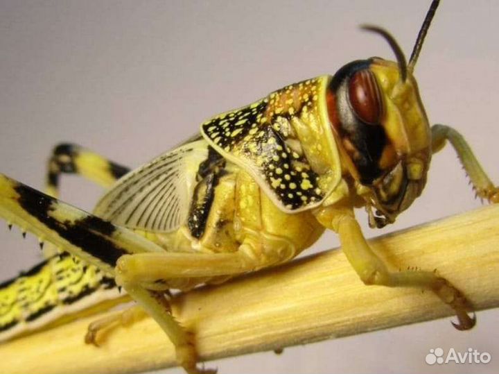 Саранча живая, сверчки,Мучник, бражник