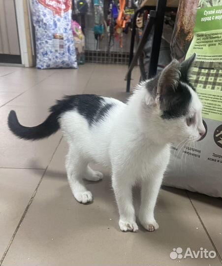 Котенок в добрые руки