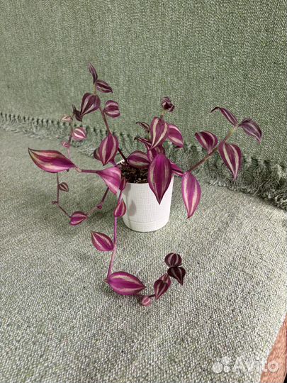 Комнатеые растения