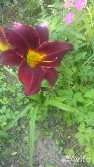 Спирея белая невеста