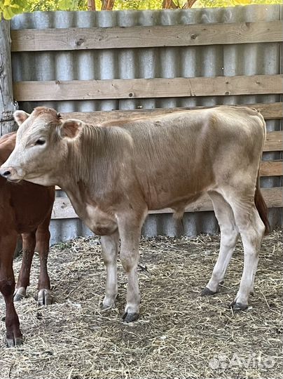 Бычки молодняк от 1 месяца до 10 месяцев