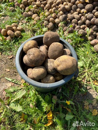 Картофель крупный домашний