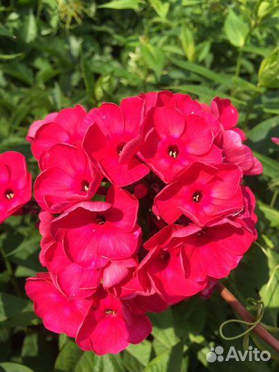 Флокс метельчатый разные сорта