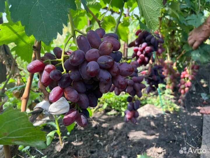 Саженцы и черенки винограда
